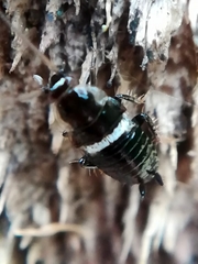 Planuncus tingitanus