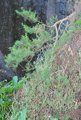 Psoralea platyphylla