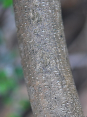 Psoralea platyphylla