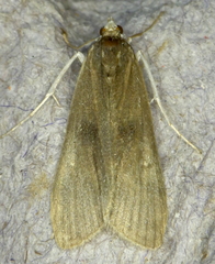 Parapoynx maculalis