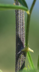 Psoralea platyphylla