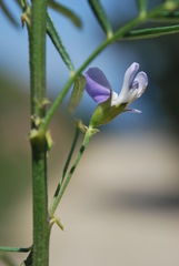 Psoralea platyphylla
