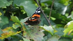 Vanessa atalanta