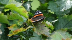 Vanessa atalanta