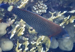 Pseudodax moluccanus