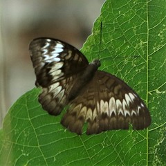 Tanaecia pelea