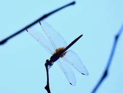 Trithemis festiva