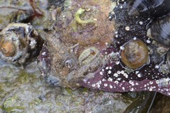 Lepidochitona cinerea