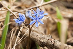 Scilla vindobonensis