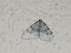 Nebula ibericata