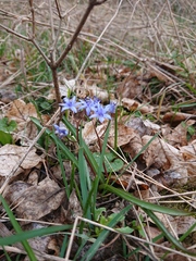 Scilla vindobonensis