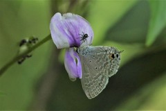 Catochrysops panormus