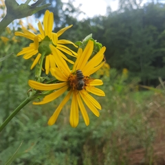 Silphium perfoliatum