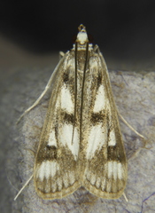 Parapoynx maculalis