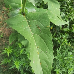 Silphium perfoliatum