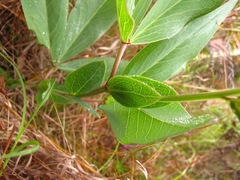 Argyrolobium robustum