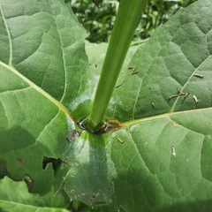 Silphium perfoliatum