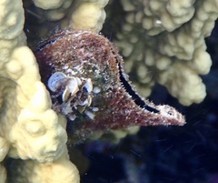 Pteria aegyptiaca