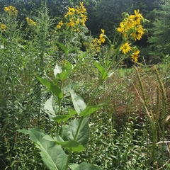 Silphium perfoliatum