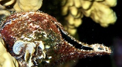 Pteria aegyptiaca