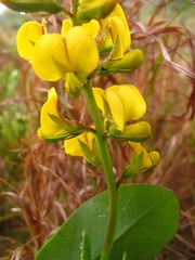 Argyrolobium robustum