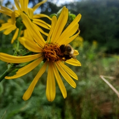 Silphium perfoliatum