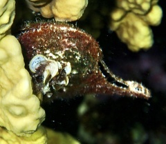 Pteria aegyptiaca