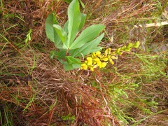 Argyrolobium robustum