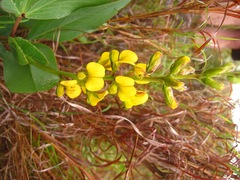 Argyrolobium robustum