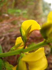 Argyrolobium robustum