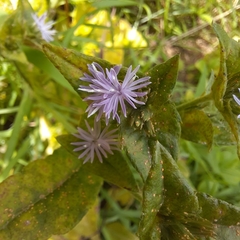 Elephantopus carolinianus