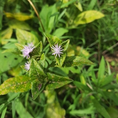 Elephantopus carolinianus