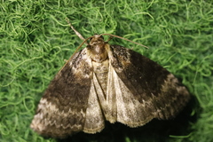 Tetheella fluctuosa