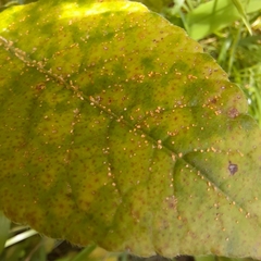 Elephantopus carolinianus