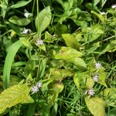 Elephantopus carolinianus