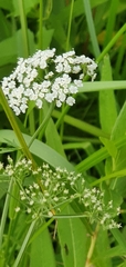 Anthriscus schmalhausenii