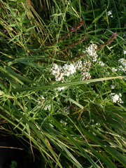 Achillea salicifolia