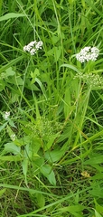 Anthriscus schmalhausenii