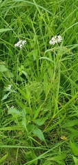 Anthriscus schmalhausenii