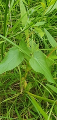 Anthriscus schmalhausenii