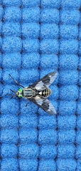 Chrysops relictus