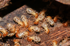 Macrotermes gilvus