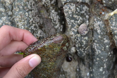 Lepidochitona cinerea