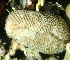 Ctenactis