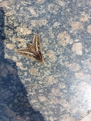 Hyles livornica