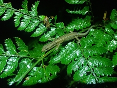Saproscincus basiliscus