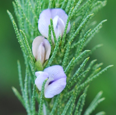Psoralea muirii