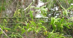 Asparagus volubilis