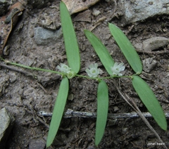 Asparagus volubilis