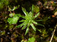 Siloxerus multiflorus